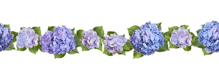 Delicate beautiful hortensia flowers with green leaves on white background, top view. Banner design