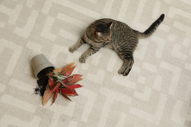 Photo of Mischievous cat near overturned houseplant on carpet, above view