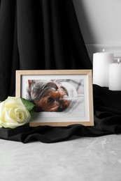 Photo of Frame with picture of dog, burning candles and rose flower on light grey table. Pet funeral