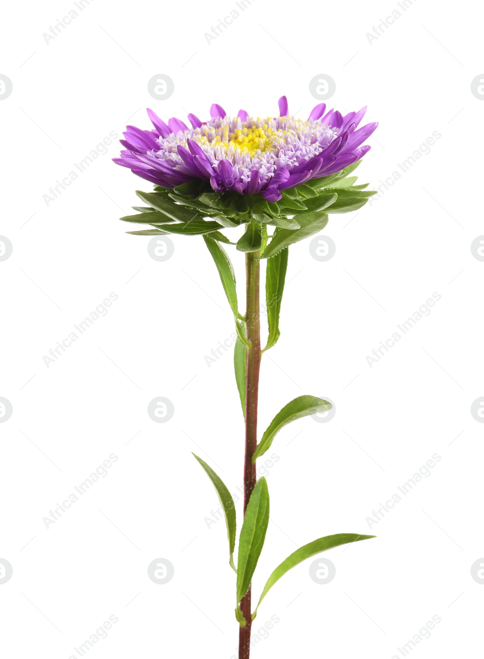 Photo of Beautiful bright aster flower on white background