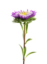 Photo of Beautiful bright aster flower on white background