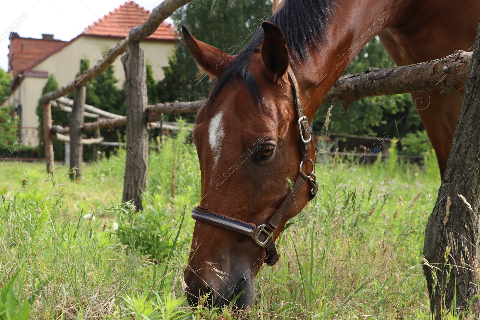 Photo of Beautiful horse grazing on green grass in paddock outdoors, closeup