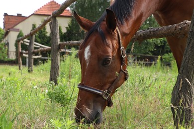 Beautiful horse grazing on green grass in paddock outdoors, closeup