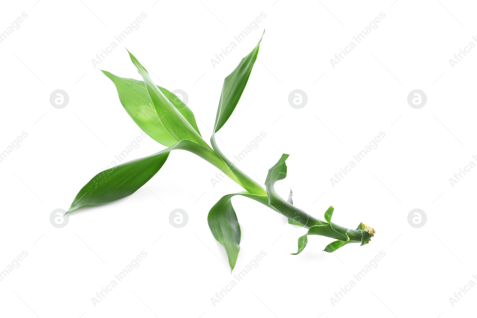 Photo of Beautiful green bamboo leaves on white background