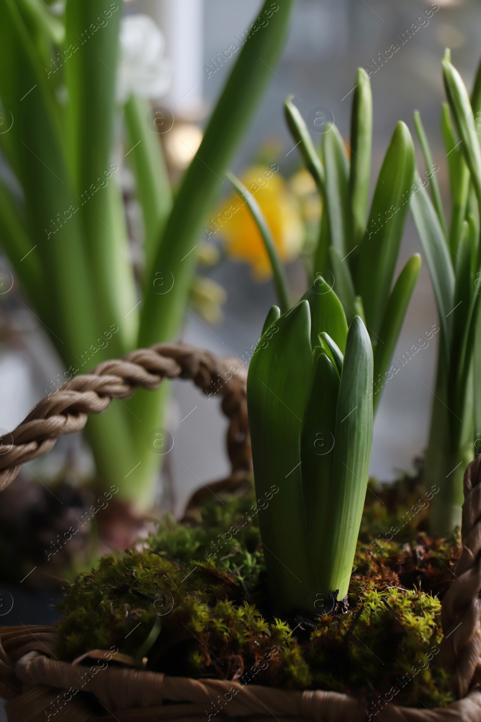 Photo of Spring shoot of Hyacinth planted in wicker basket at home, closeup