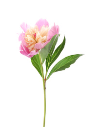 Photo of Beautiful pink peony flower isolated on white