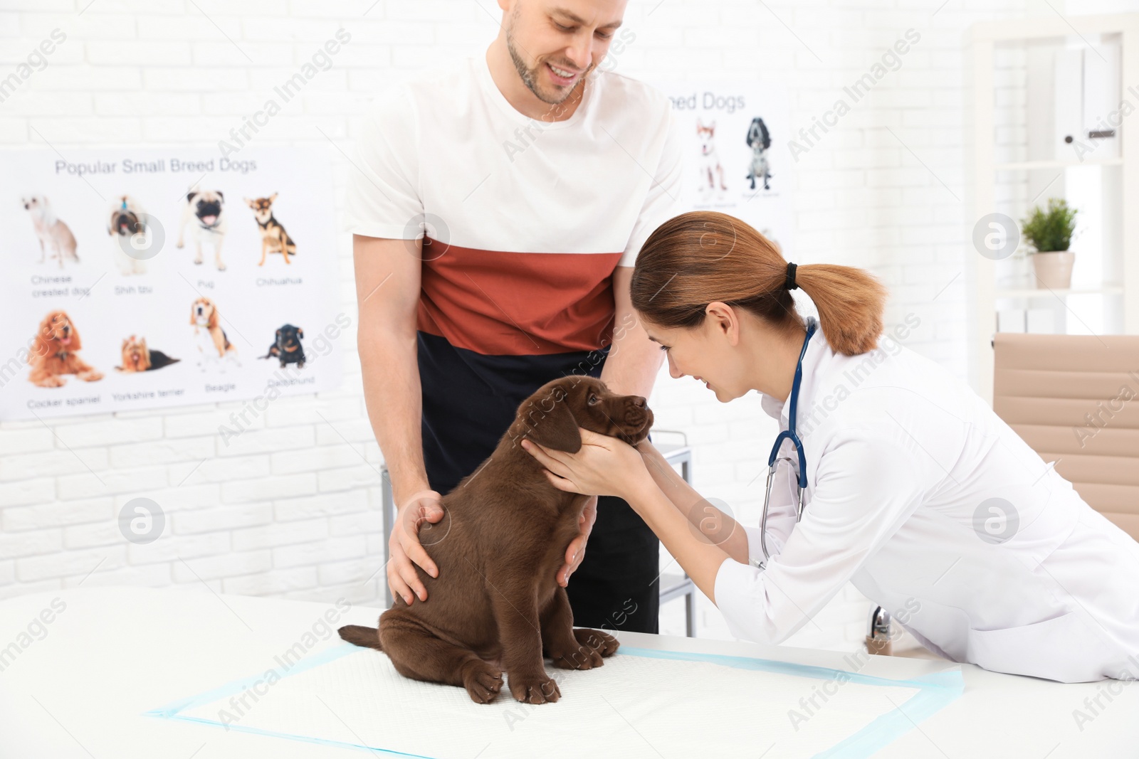 Photo of Man with his pet visiting veterinarian in clinic. Doc examining Labrador puppy