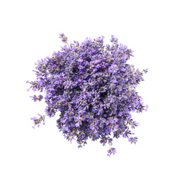 Photo of Beautiful blooming lavender flowers on white background, top view