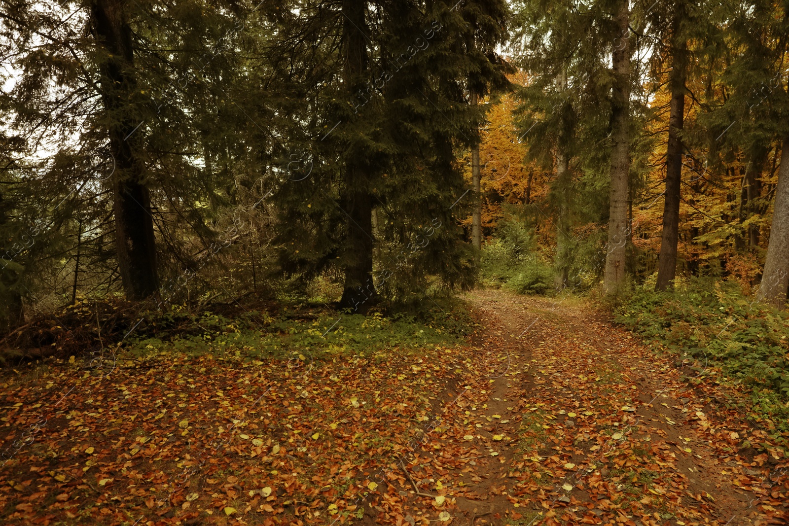 Photo of Beautiful view of pathway strewed with autumn leaves in forest