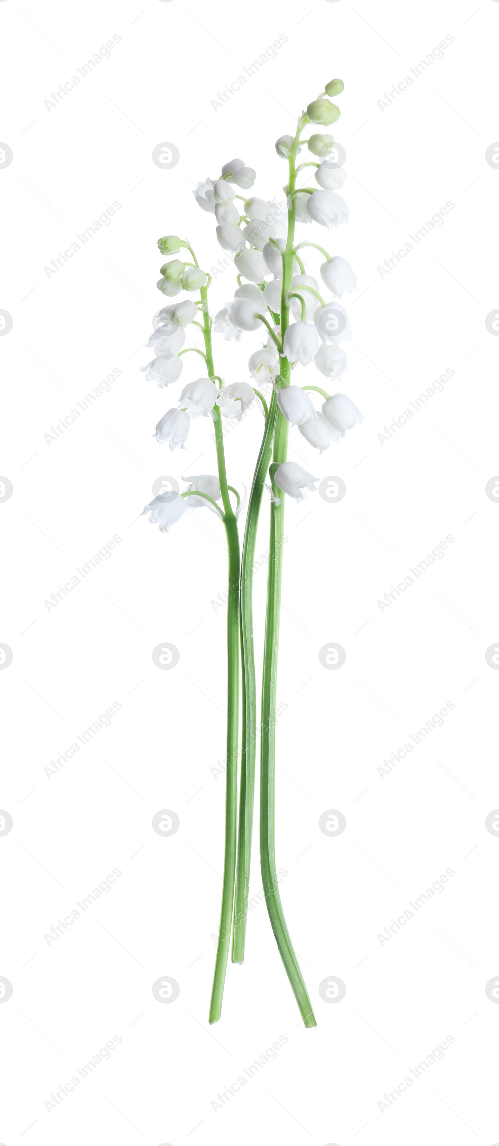 Photo of Beautiful lily of the valley flowers isolated on white