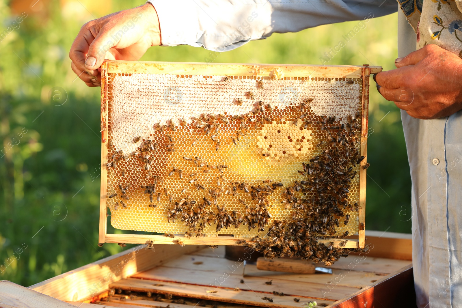 Photo of Beekeeper taking frame from hive at apiary, closeup