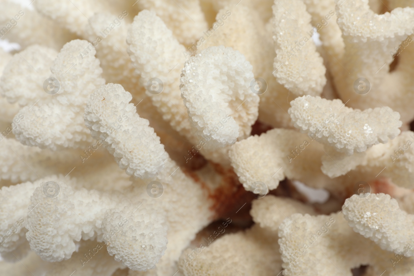 Photo of Beautiful exotic sea coral as background, closeup