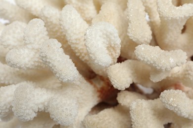 Beautiful exotic sea coral as background, closeup