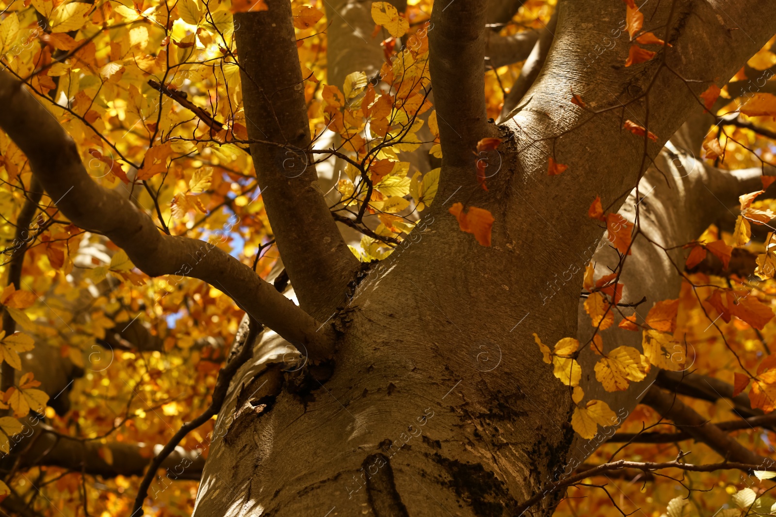 Photo of Beautiful tree with bright autumn leaves outdoors on sunny day, low angle view