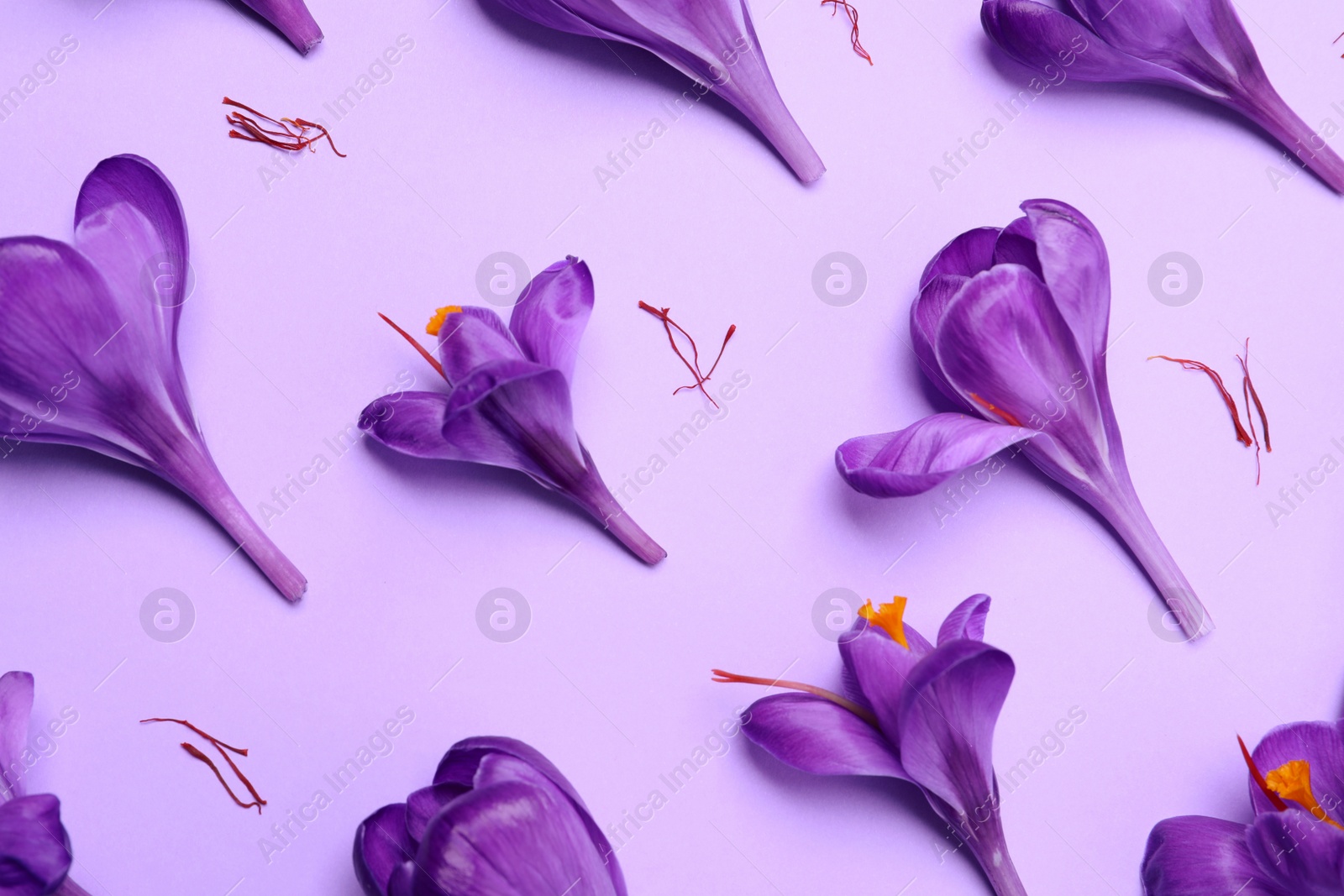 Photo of Beautiful Saffron crocus flowers on light violet  background, above view