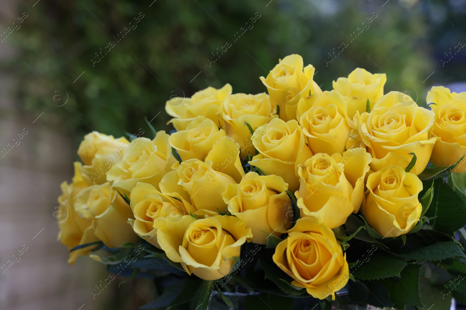 Photo of Beautiful bouquet of yellow roses outdoors, closeup