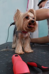 Professional groomer working with cute dog in pet beauty salon