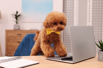 Photo of Cute Maltipoo dog wearing yellow bow tie at desk with laptop and notebook in room. Lovely pet