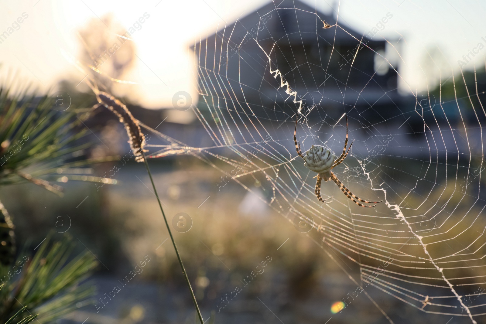 Photo of Argiope spider spinning its cobweb in countryside
