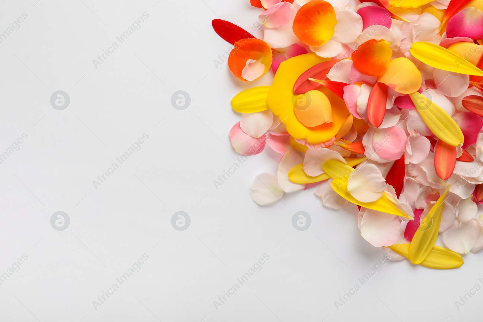 Photo of Beautiful petals on white background, flat lay. Space for text