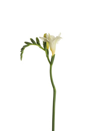 Beautiful blooming freesia flower isolated on white