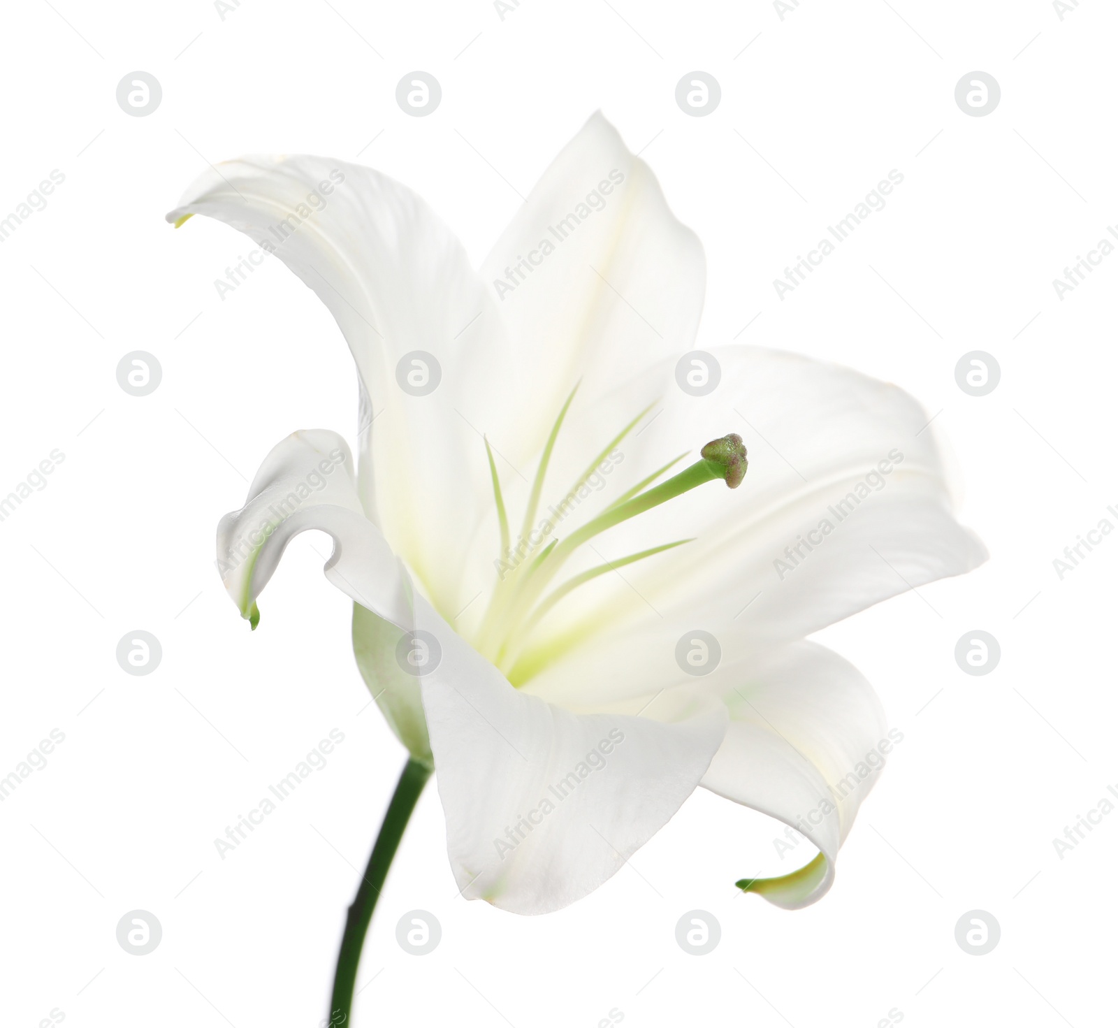 Photo of Beautiful fresh lily flower isolated on white