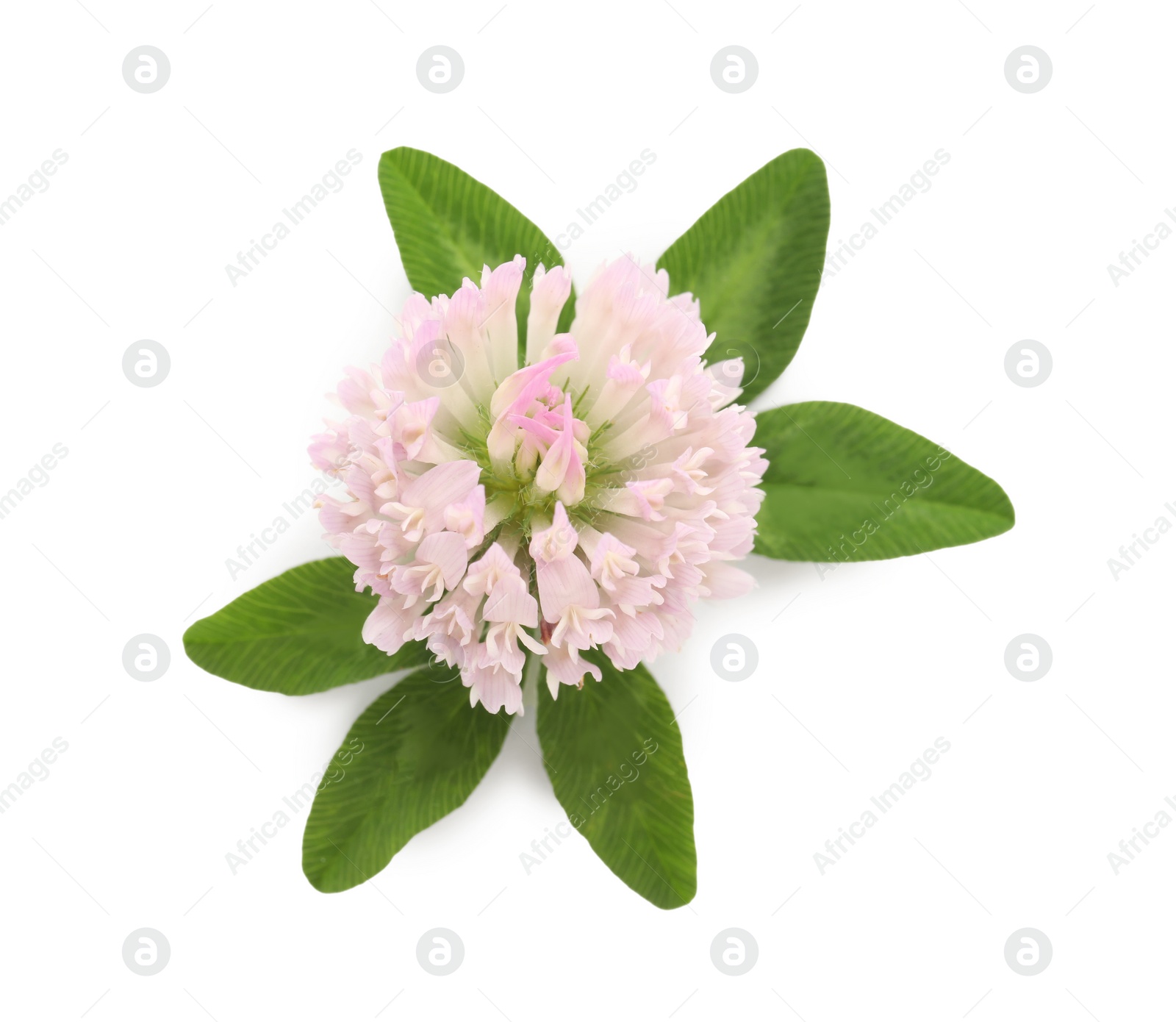 Photo of Beautiful blooming clover flower with green leaves on white background, top view