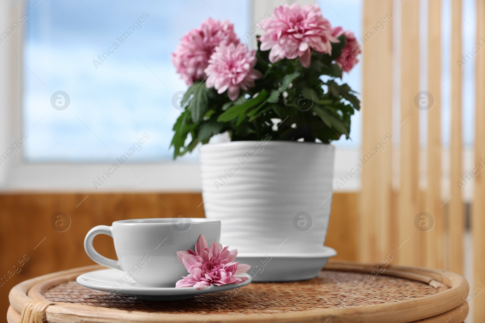 Photo of Beautiful chrysanthemum plant in flower pot and cup of coffee on wooden table indoors