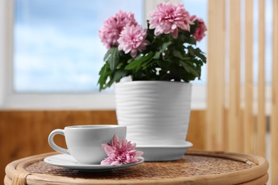 Photo of Beautiful chrysanthemum plant in flower pot and cup of coffee on wooden table indoors