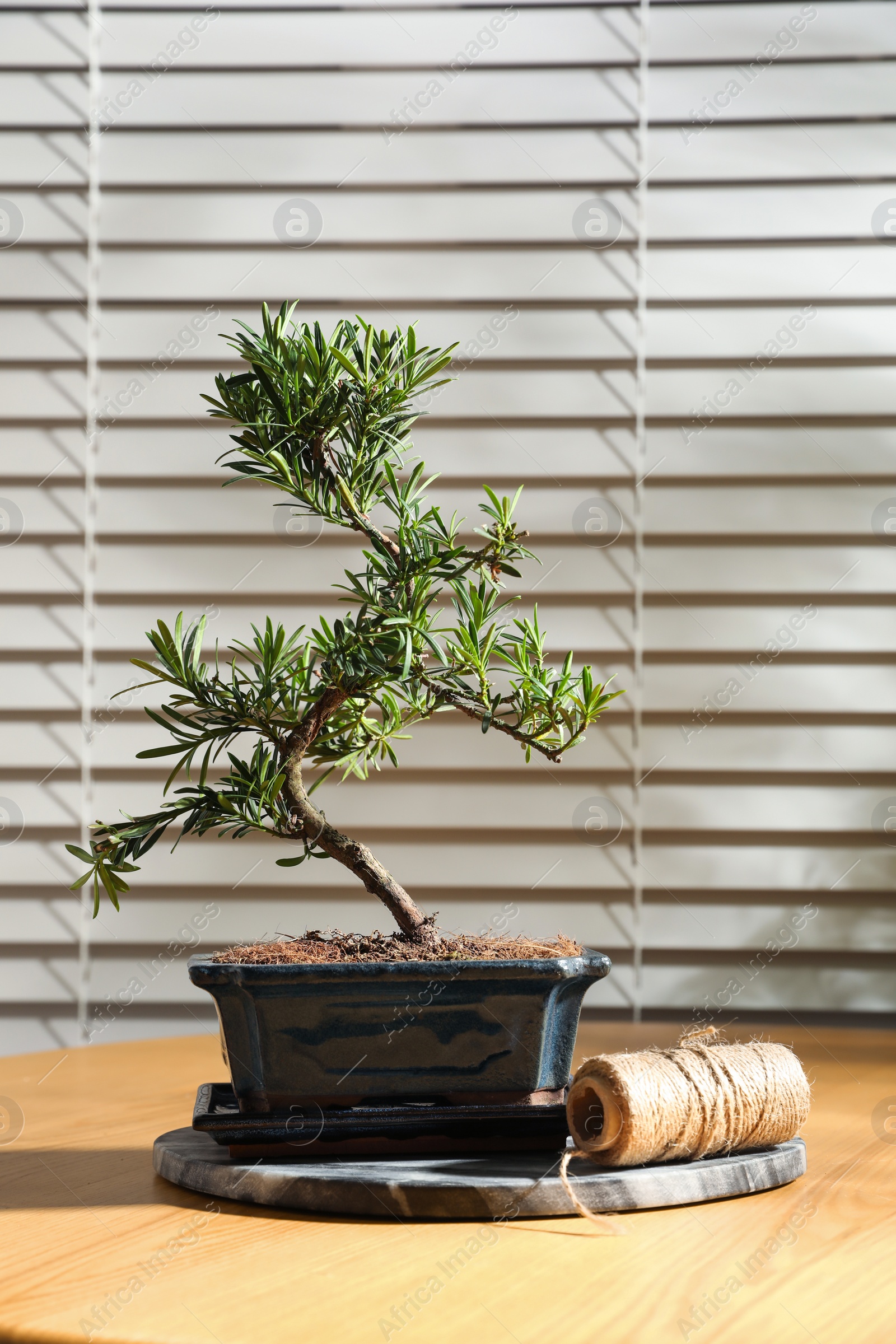 Photo of Japanese bonsai plant and rope on wooden table near window. Creating zen atmosphere at home