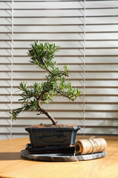 Japanese bonsai plant and rope on wooden table near window. Creating zen atmosphere at home