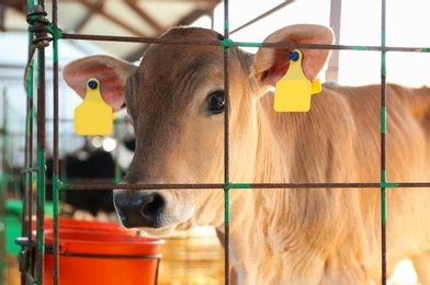 Photo of Pretty little calf behind fence on farm, closeup. Animal husbandry