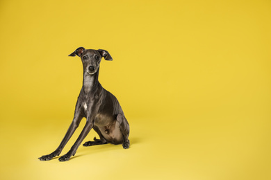 Photo of Cute Italian Greyhound dog on yellow background. Space for text