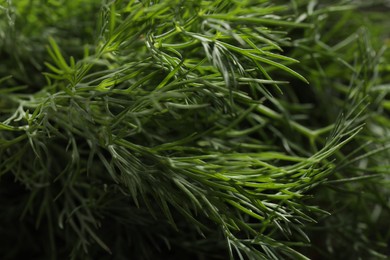 Photo of Fresh green dill as background, closeup view