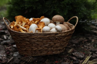 Wicker basket with different fresh mushrooms in forest