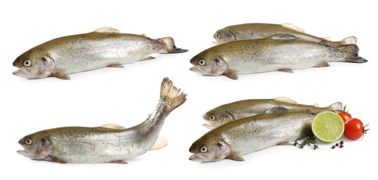 Set of fresh cutthroat trout fish on white background