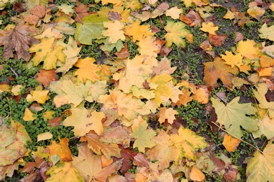 Photo of Colorful autumn leaves on green lawn in park