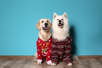 Photo of Cute dogs in Christmas sweaters on floor near color wall