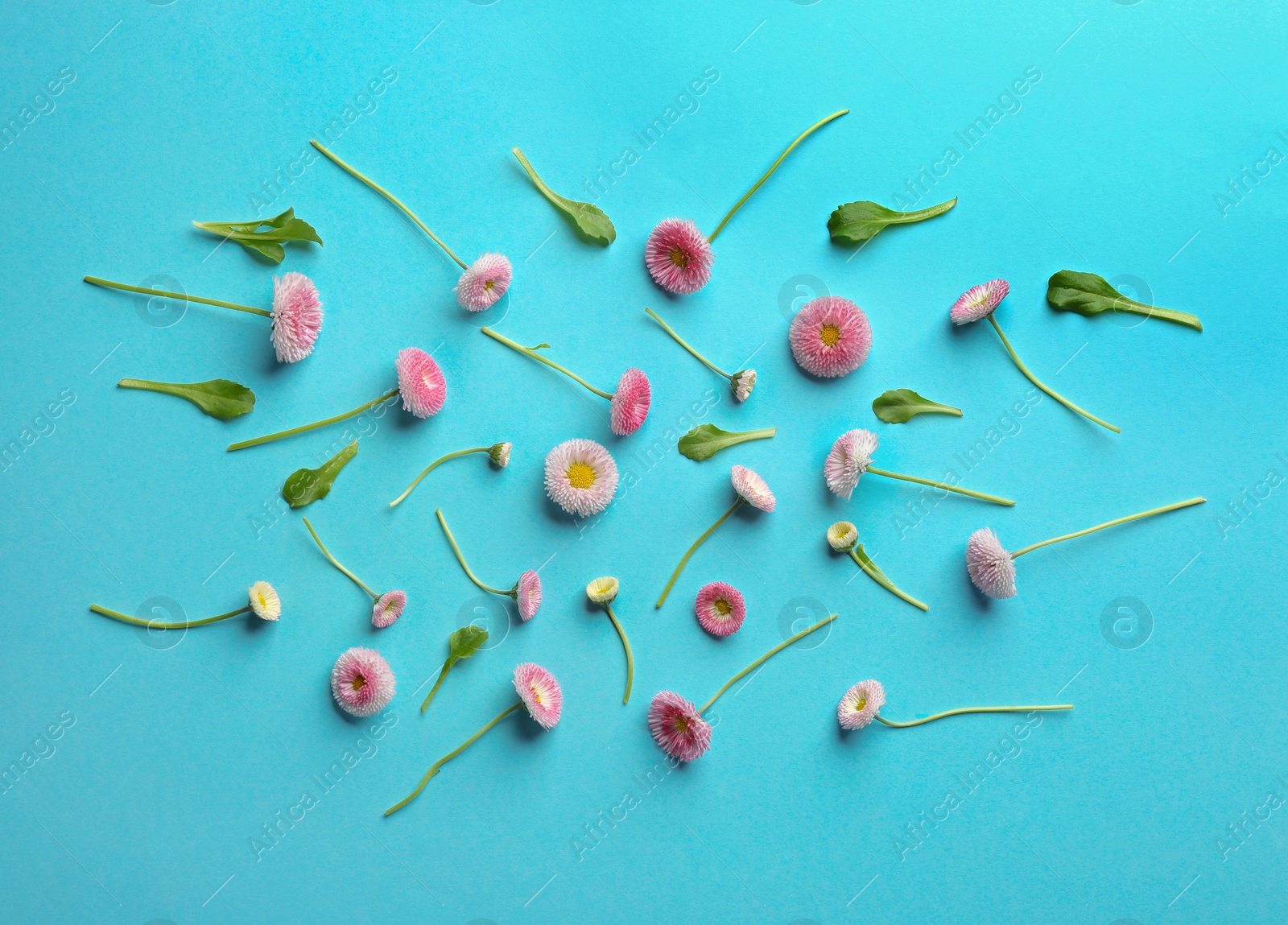 Photo of Flat lay composition with spring daisy flowers on color background