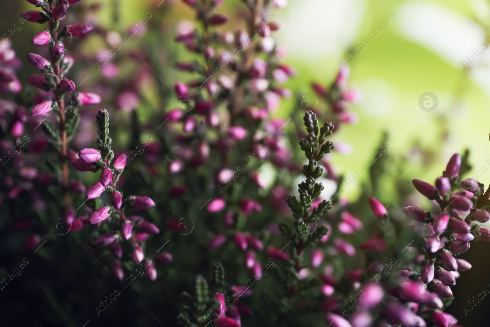 Photo of Heather shrub with beautiful flowers on blurred background, closeup