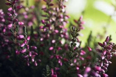 Heather shrub with beautiful flowers on blurred background, closeup