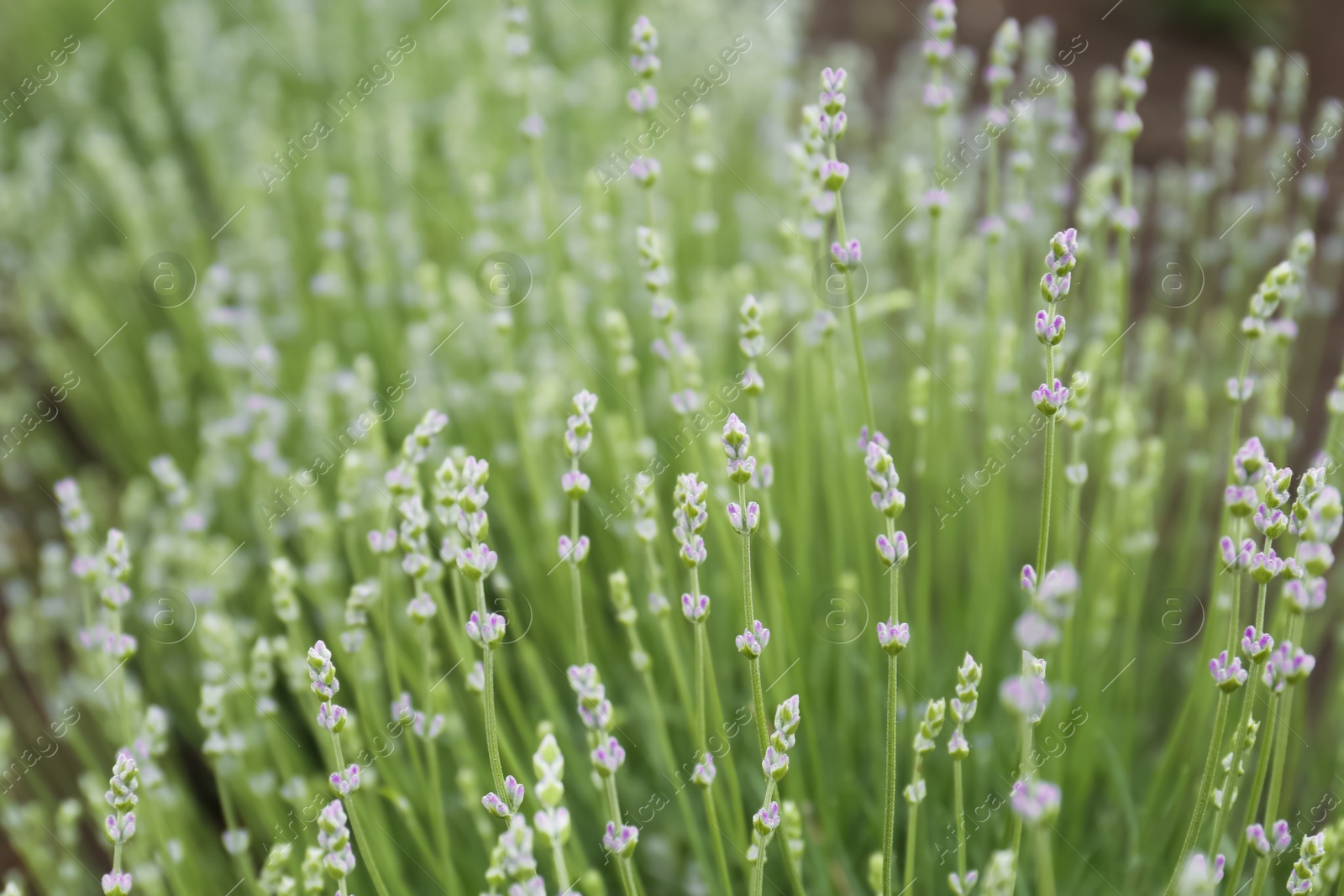 Photo of Closeup view of beautiful lavender growing in field