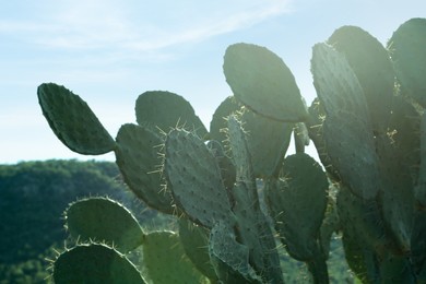 Beautiful view of cacti with thorns against sky and mountains, closeup