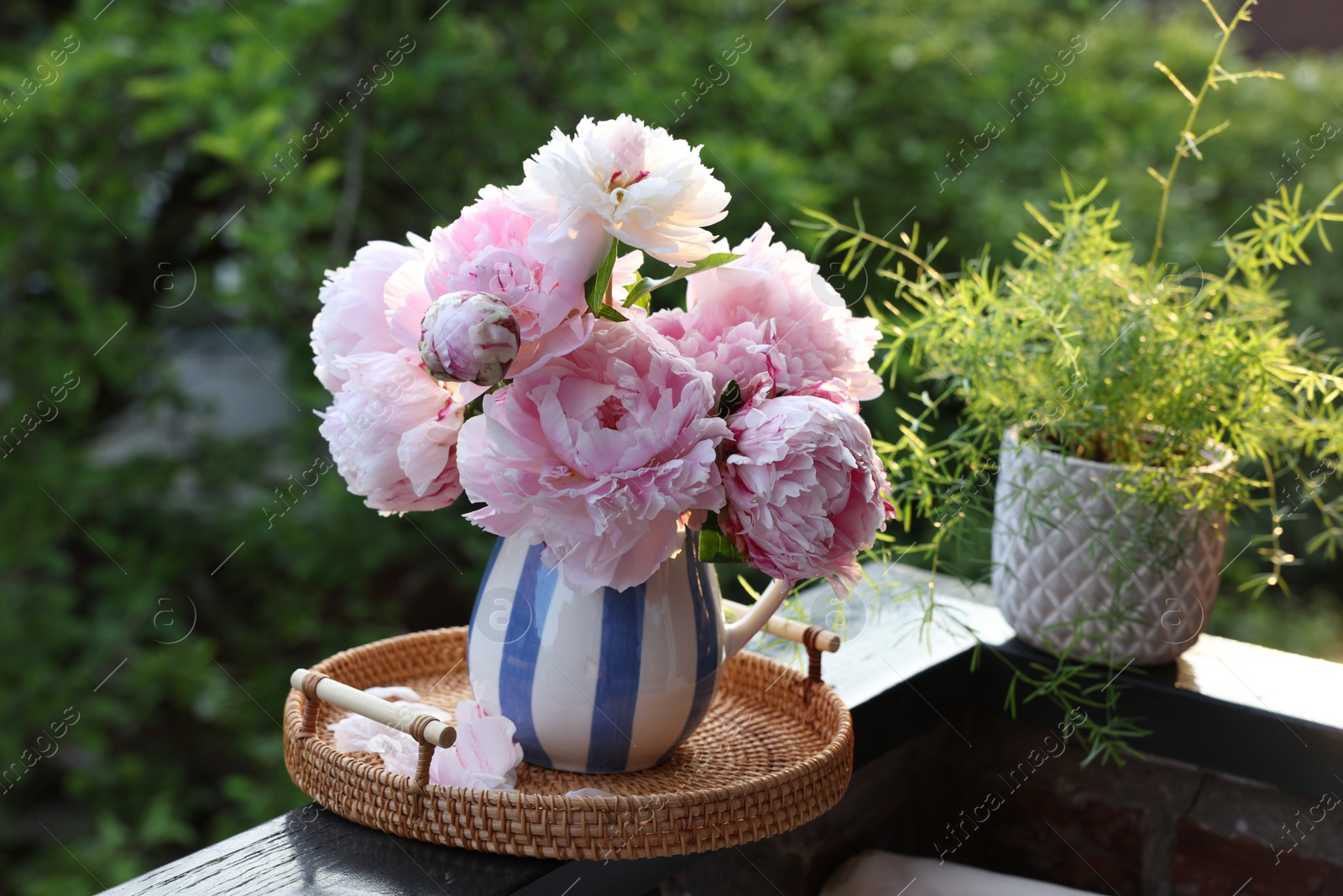 Photo of Beautiful pink peony flowers in vase and potted plant on balcony railing outdoors