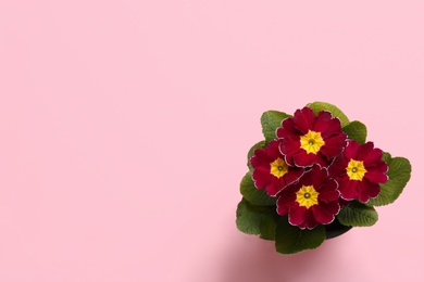 Photo of Beautiful primula (primrose) plant with red flowers on pink background, top view and space for text. Spring blossom