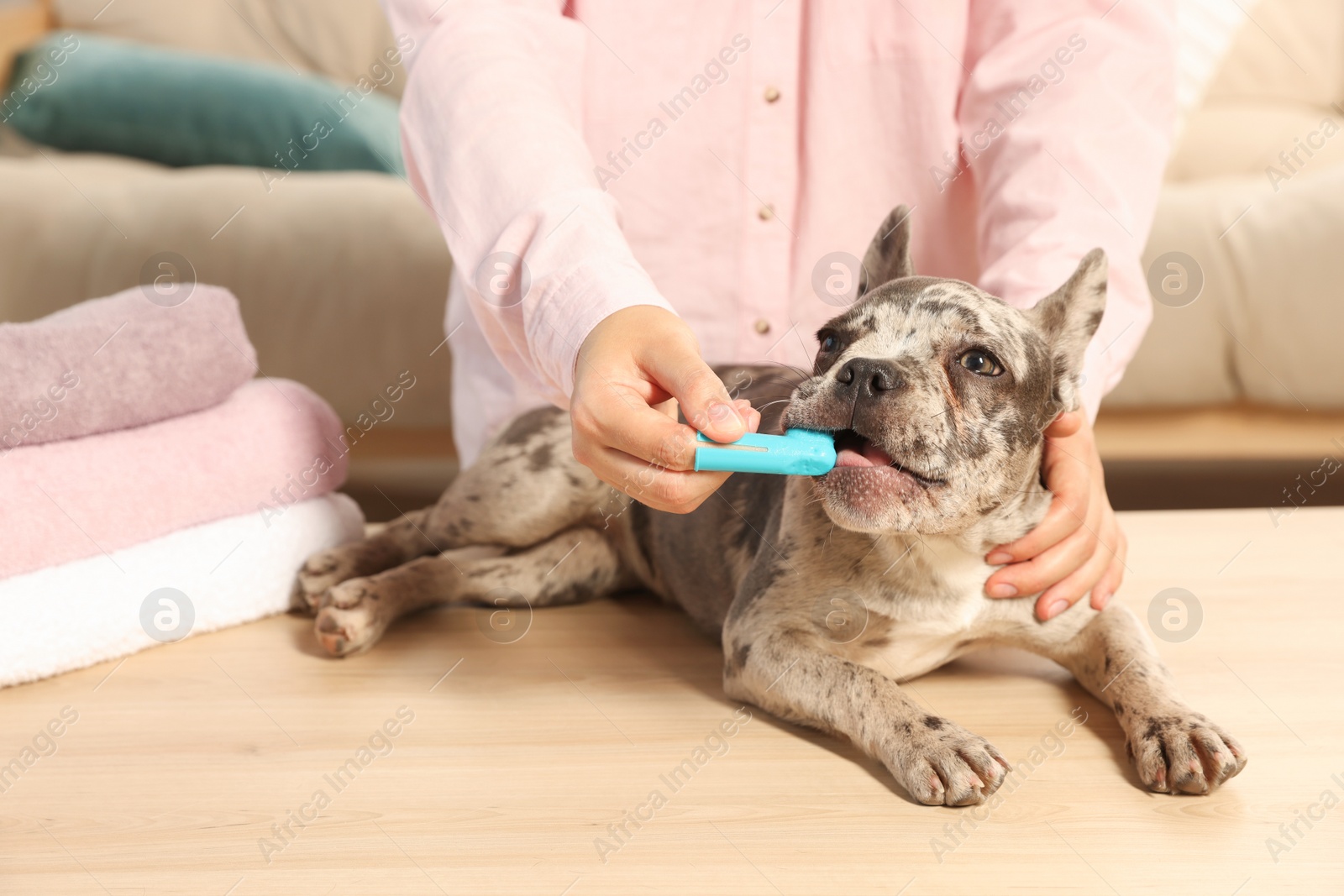 Photo of Woman brushing dog's teeth at table indoors, closeup