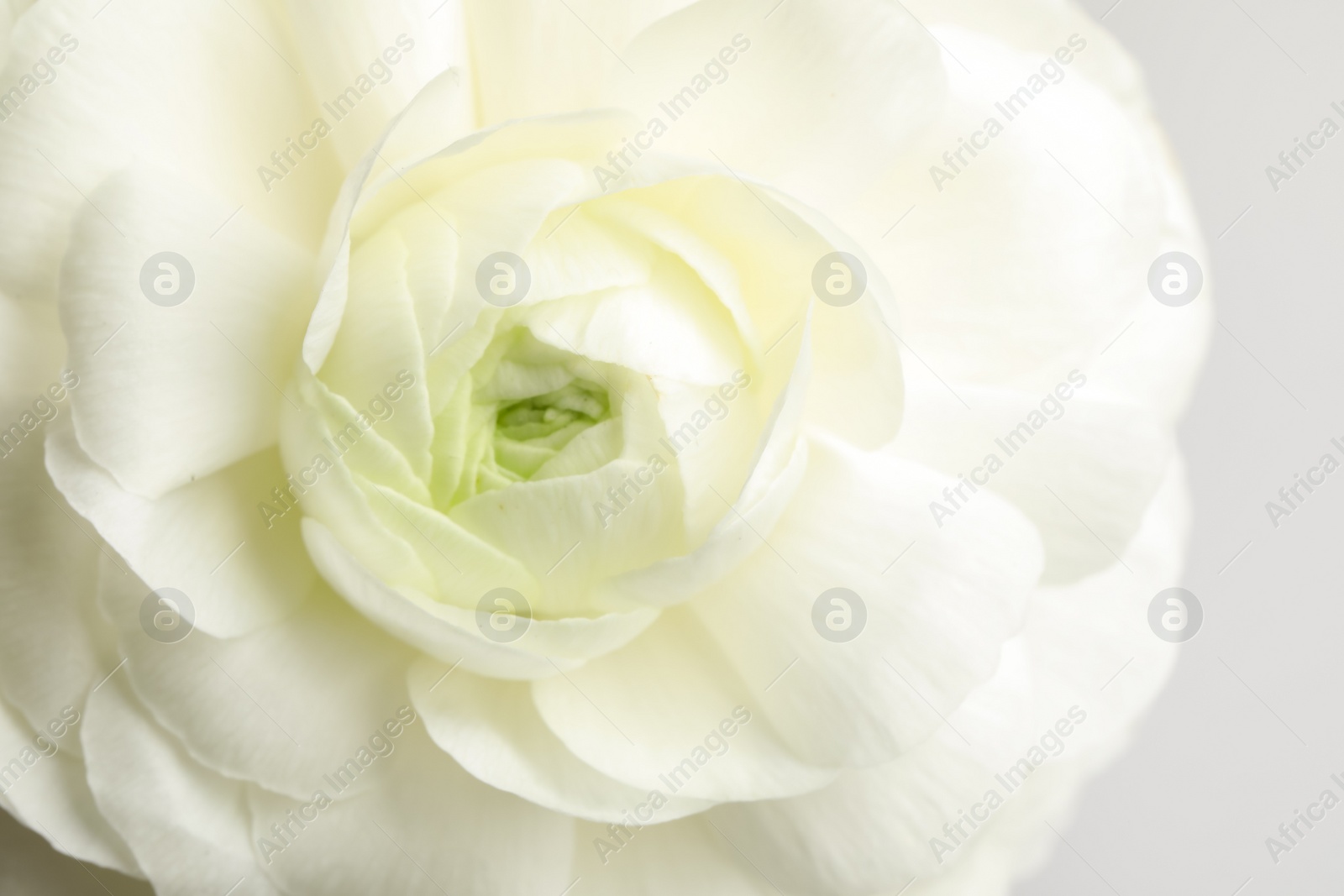 Photo of Closeup view of beautiful delicate ranunculus flower