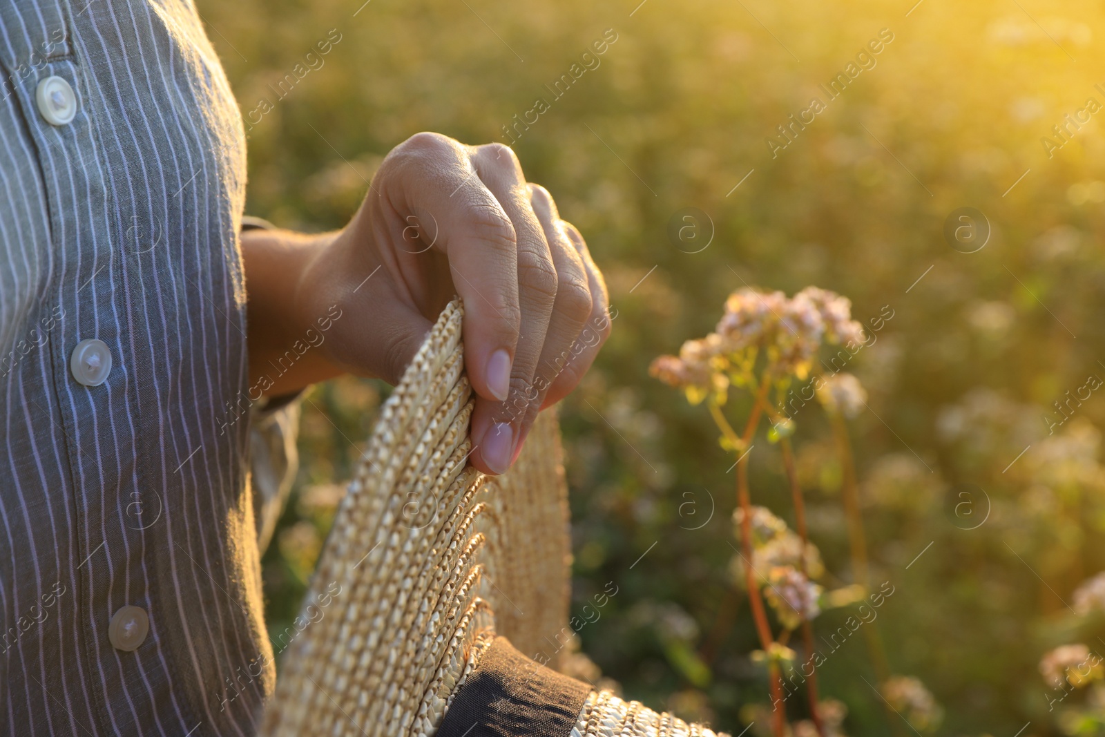 Photo of Woman with hat in beautiful blossoming buckwheat field, closeup
