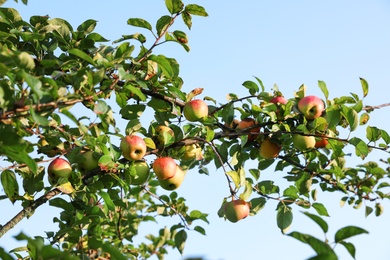 Tree with ripe apples against blue sky