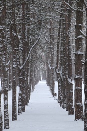 Photo of Picturesque view of beautiful forest covered with snow